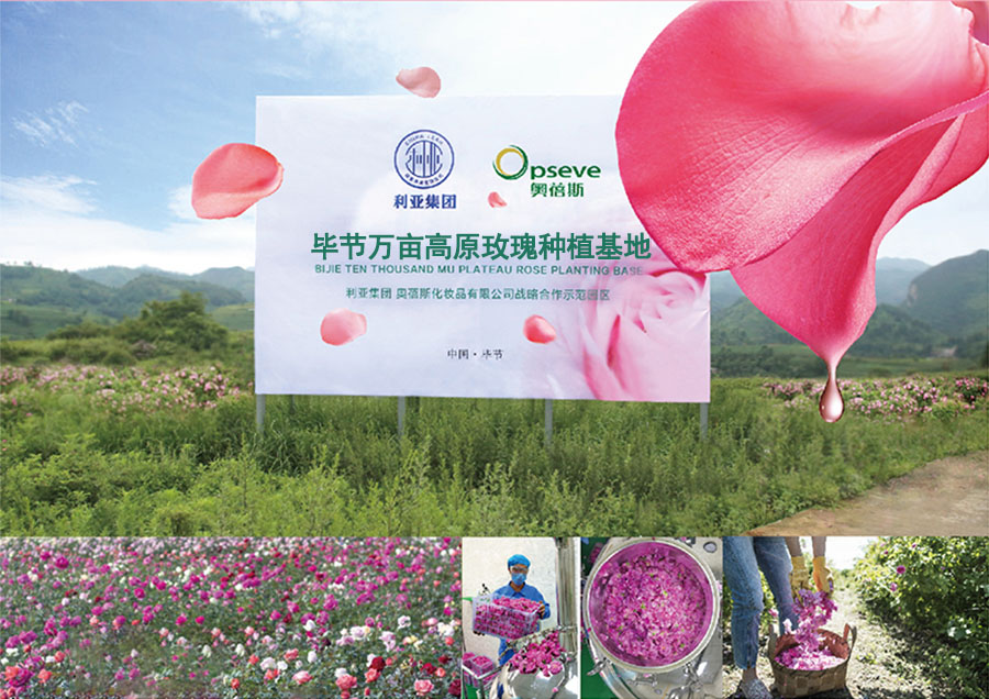 拜高化妝品OEM代加工玫瑰種植園